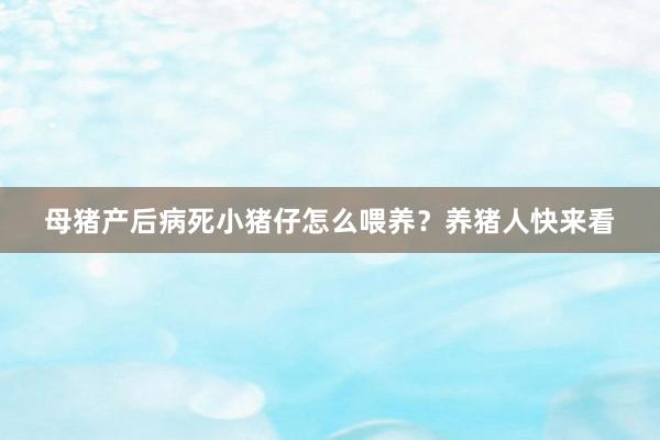 母猪产后病死小猪仔怎么喂养？养猪人快来看